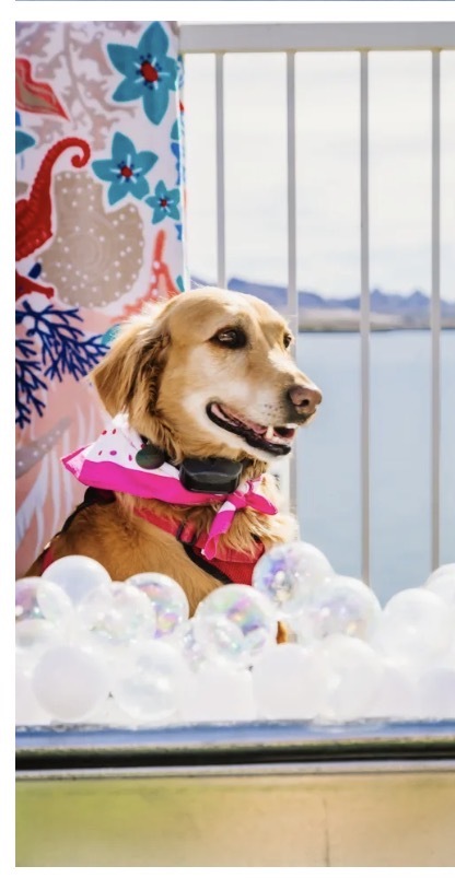 Entry image for Holly. Clicking this image will show a larger photo