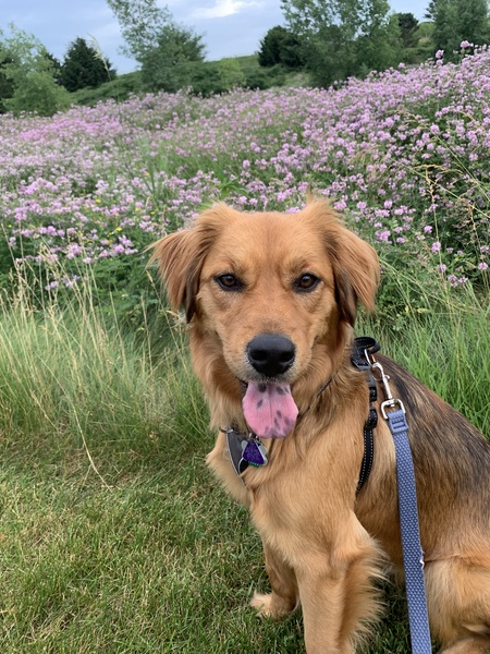 Entry image for Penny. Clicking this image will show a larger photo