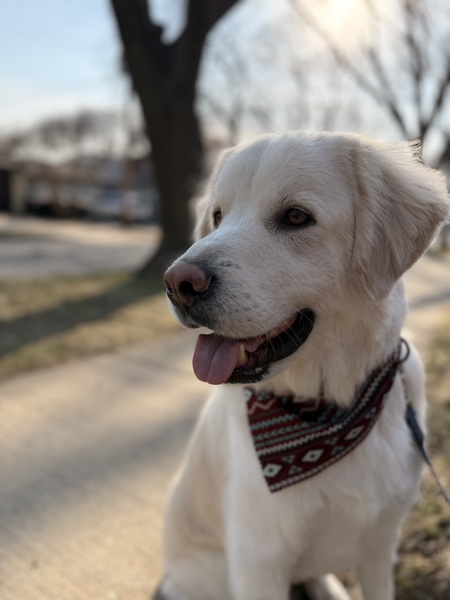Entry image for Finn. Clicking this image will show a larger photo