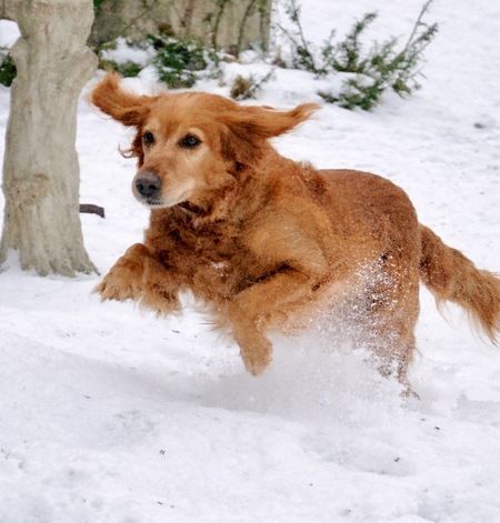 Entry image for Izzy. Clicking this image will show a larger photo