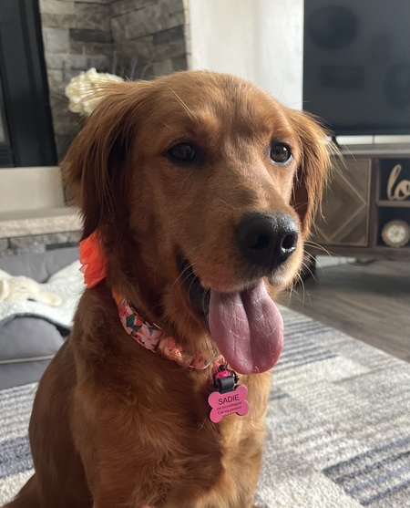 Entry image for Sadie. Clicking this image will show a larger photo