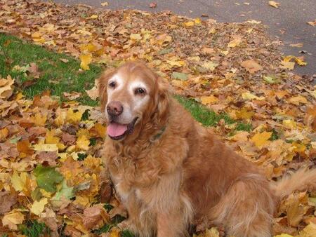 Entry image for Barkley. Clicking this image will show a larger photo