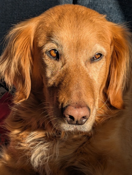 Entry image for Lexie . Clicking this image will show a larger photo