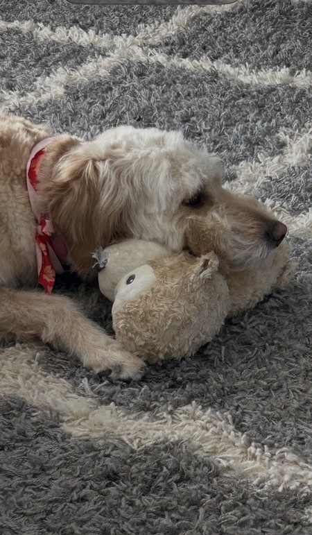 Entry image for Maizie. Clicking this image will show a larger photo