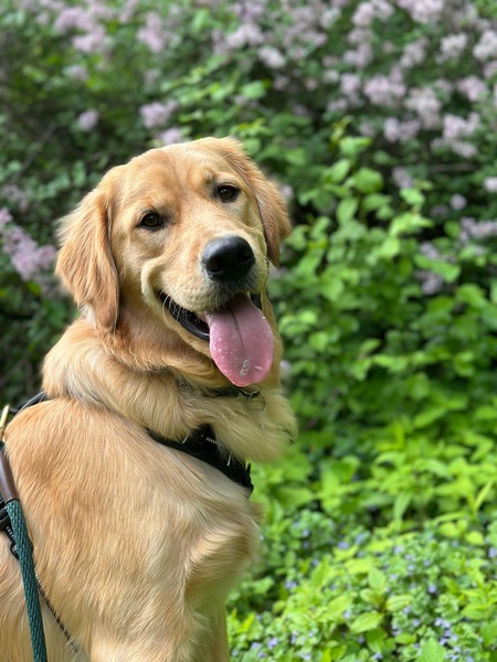 Entry image for Cooper. Clicking this image will show a larger photo