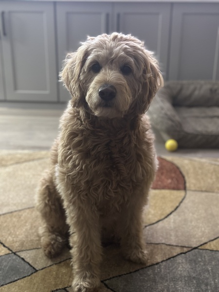Entry image for Maisie. Clicking this image will show a larger photo
