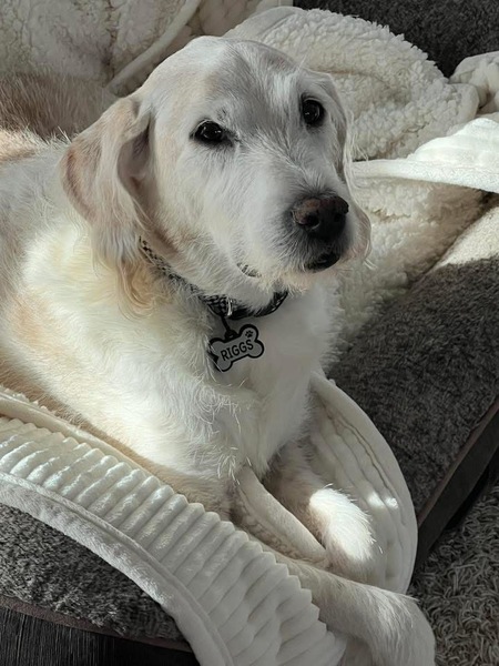 Entry image for Riggs. Clicking this image will show a larger photo