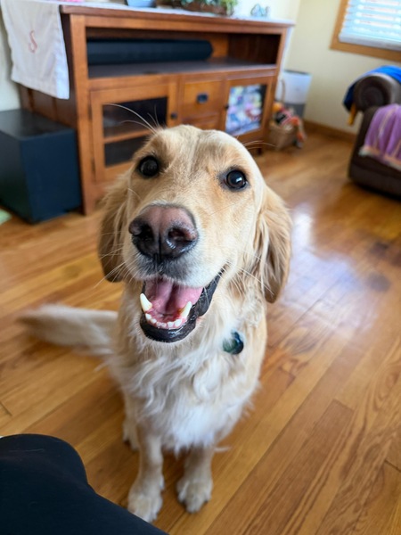 Entry image for Abby. Clicking this image will show a larger photo