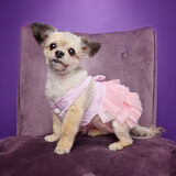 Entry image for GiGi The Wonderpup