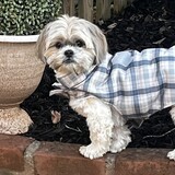Entry image for Bella