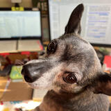 Entry image for Finnegan