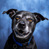 Entry image for Buster