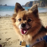 Entry image for Boomer