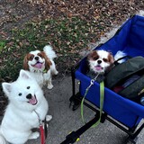 Entry image for Kuma, Bandit and Gizmo