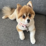 Entry image for Rizzo