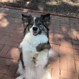 Entry image for Toby