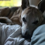 Entry image for Spud