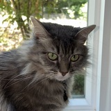 Entry image for Bella