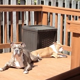 Entry image for Diesel and Taz
