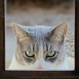 Entry image for Lamie