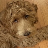 Entry image for Bobby
