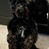 Entry image for Wesley Snipes