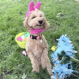 Entry image for Nala