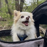 Entry image for Tiago