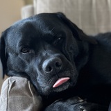 Entry image for Otis