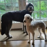Entry image for Dolly and Bella Boo