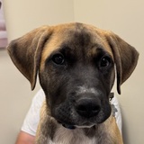 Entry image for Fudge