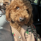 Entry image for Zeke