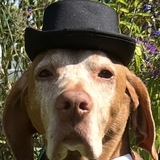 Entry image for Bodi Davis 