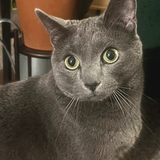 Entry image for Riley 