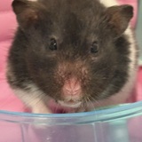 Entry image for Lily