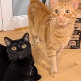 Entry image for Oshie and Dublin
