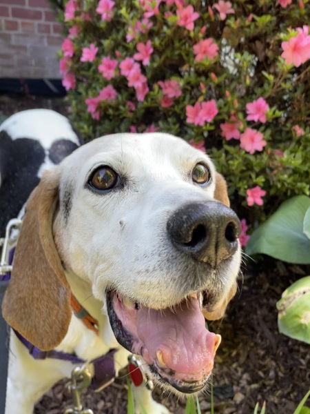 Entry image for Dolly. Clicking this image will show a larger photo