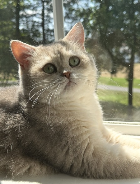 Entry image for Timmy. Clicking this image will show a larger photo