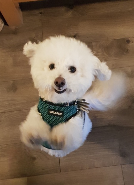 Entry image for Teddy James. Clicking this image will show a larger photo
