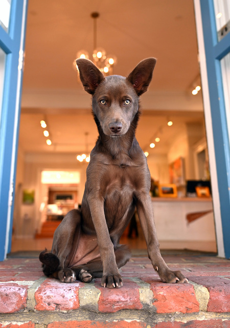Entry image for Maisie Mae. Clicking this image will show a larger photo