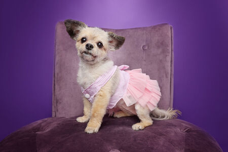 Entry image for GiGi The Wonderpup. Clicking this image will show a larger photo