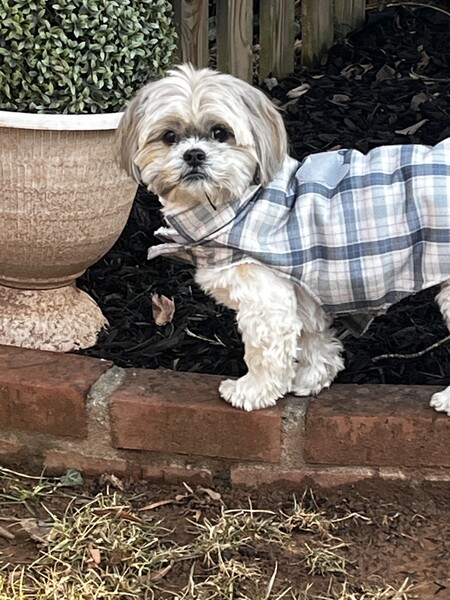Entry image for Bella. Clicking this image will show a larger photo
