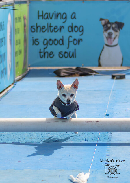 Entry image for Chester. Clicking this image will show a larger photo