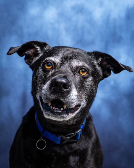 Entry image for Buster. Clicking this image will show a larger photo