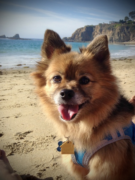 Entry image for Boomer. Clicking this image will show a larger photo