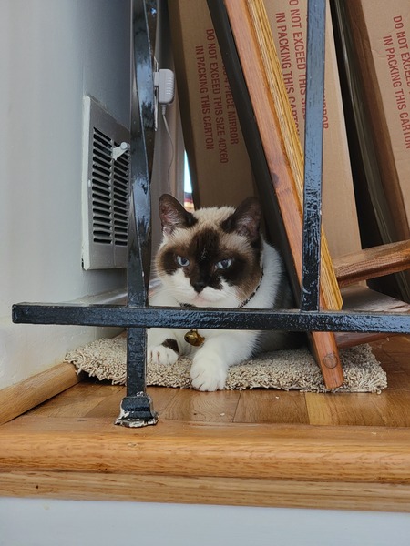 Entry image for Stella. Clicking this image will show a larger photo