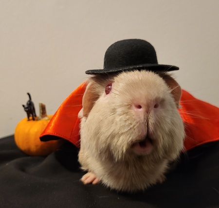 Entry image for Duke. Clicking this image will show a larger photo