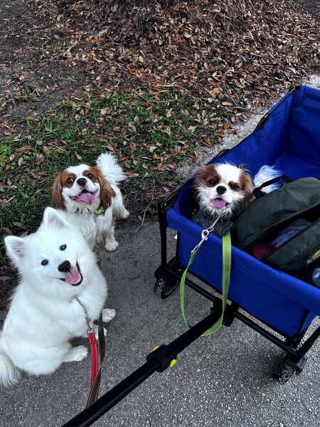 Entry image for Kuma, Bandit and Gizmo. Clicking this image will show a larger photo