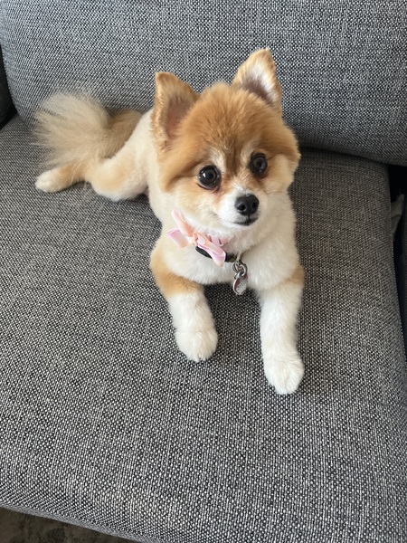 Entry image for Rizzo. Clicking this image will show a larger photo