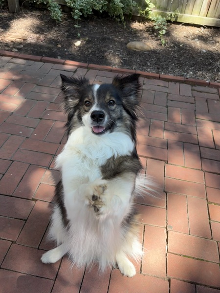 Entry image for Toby. Clicking this image will show a larger photo
